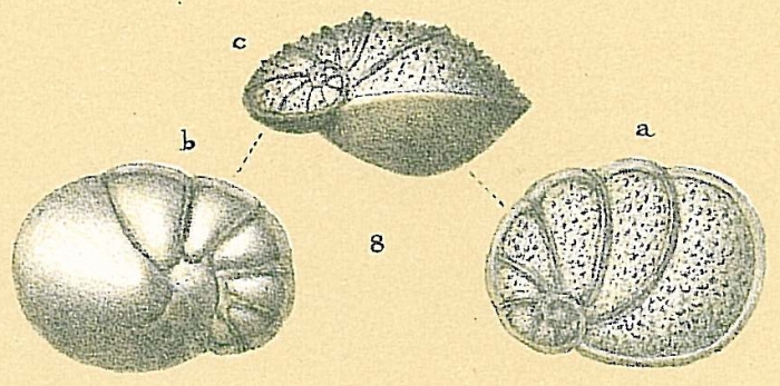 Ceratocancris scaber Ceratocancris scaber