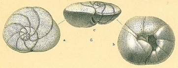 Ceratocancris - possibly Cancris inflatus 
