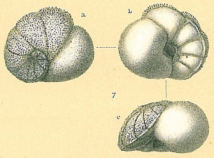 Lamarckina ventricosa Lamarckina ventricosa