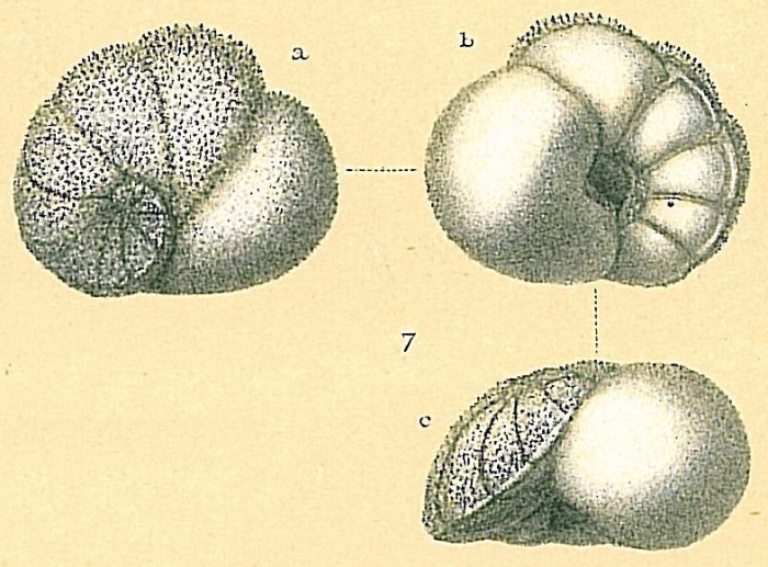 Lamarckina ventricosa