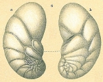 Chromista - Foraminifera (foraminifers)