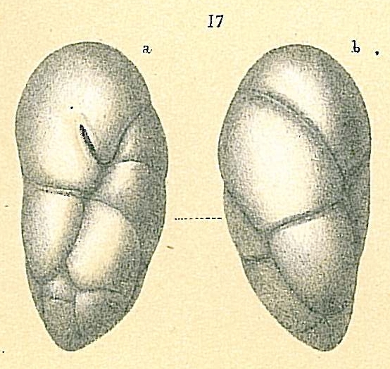 Robertina tasmanica Robertina tasmanica