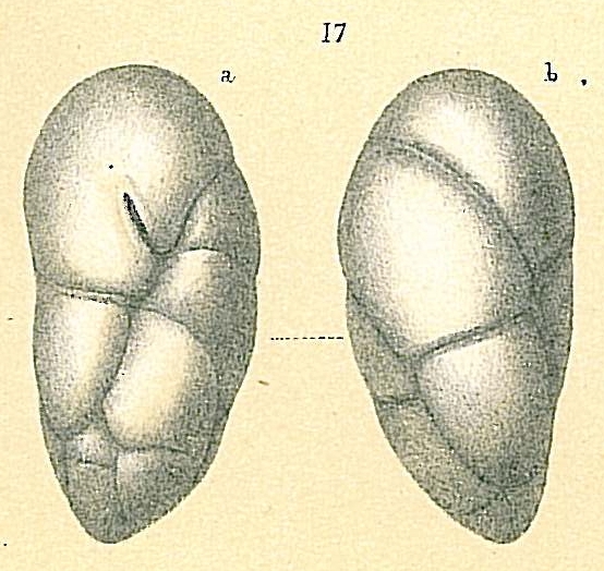 Robertina tasmanica