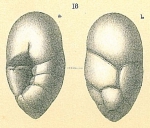 Chromista - Foraminifera (foraminifers)