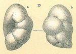 Chromista - Foraminifera (foraminifers)