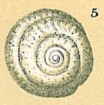 Chromista - Foraminifera (foraminifers)