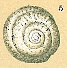 Mychostomina revertens