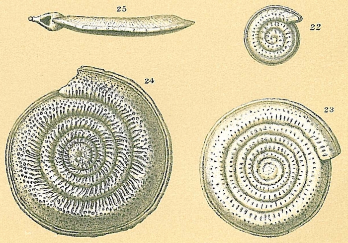 Spirillina decorata Spirillina decorata