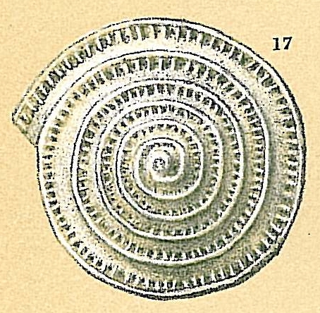 Spirillina denticulata Spirillina denticulata