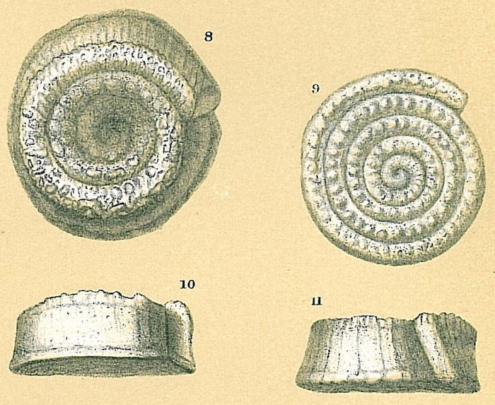 Spirillina inaequalis