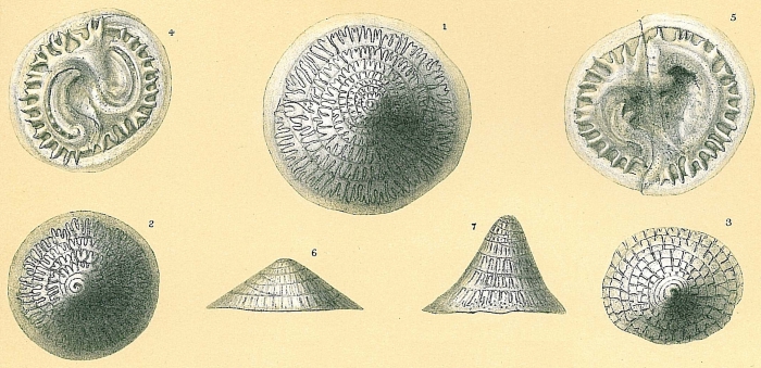 Patellina corrugata Patellina corrugata