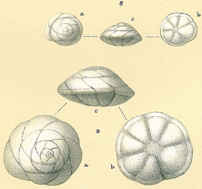 Buccella frigida