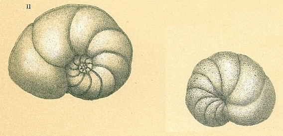 Discorbinella bertheloti Discorbinella bertheloti