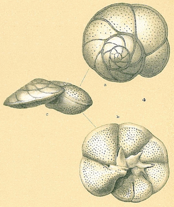 Discorbis sp.nov.