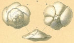 Gavelinopsis lobatula