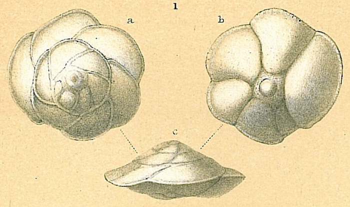 Gavelinopsis lobatula Gavelinopsis lobatula
