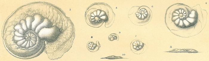 Laticarinina pauperata