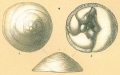 Chromista - Foraminifera (foraminifers)