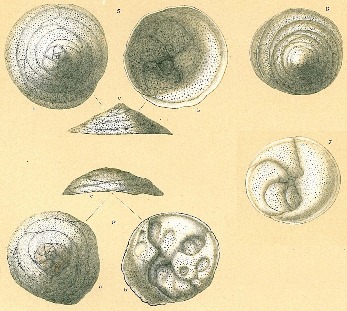Neoconorbina terquemi Neoconorbina terquemi
