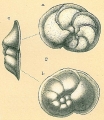 Chromista - Foraminifera (foraminifers)