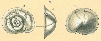 Parvicarinina tenuimargo