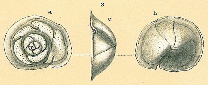 Parvicarinina tenuimargo Parvicarinina tenuimargo