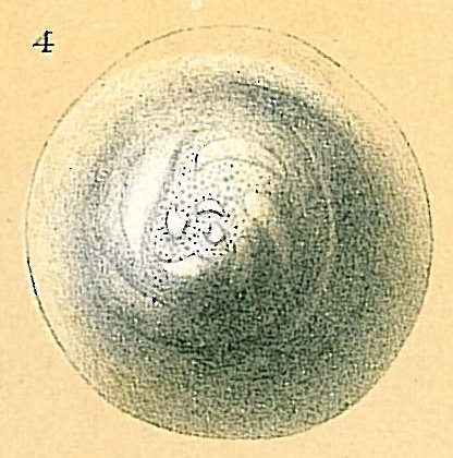 Planodiscorbis circularis