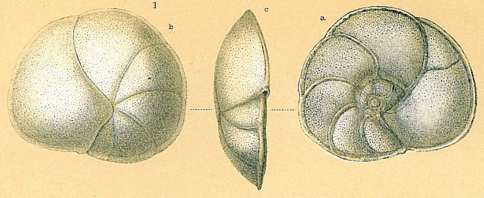 Planodiscorbis sp.nov.