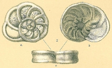 Planulinoides biconcavus