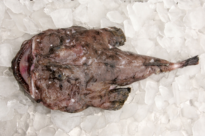 Lophius piscatorius Linnaeus, 1758 Lophius piscatorius Linnaeus, 1758