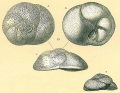 Chromista - Foraminifera (foraminifers)