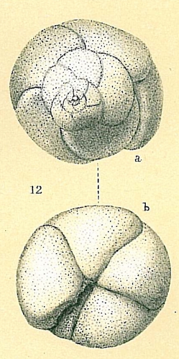 Rosalina sp.nov1. Rosalina sp.nov1.
