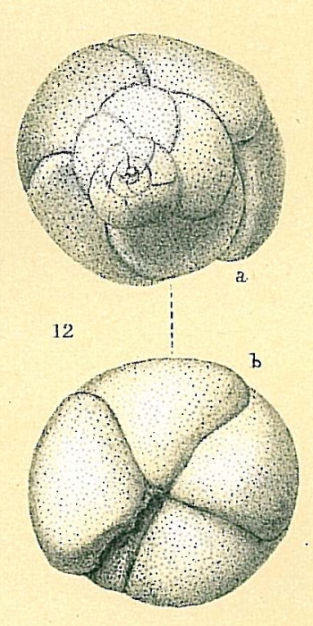 Rosalina sp.nov1.