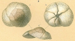 WoRMS - World Register of Marine Species - Rosalina d