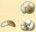 Chromista - Foraminifera (foraminifers)