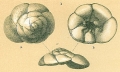 Chromista - Foraminifera (foraminifers)