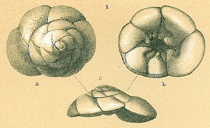 Identified as Strebloides advenus but NOT this taxon