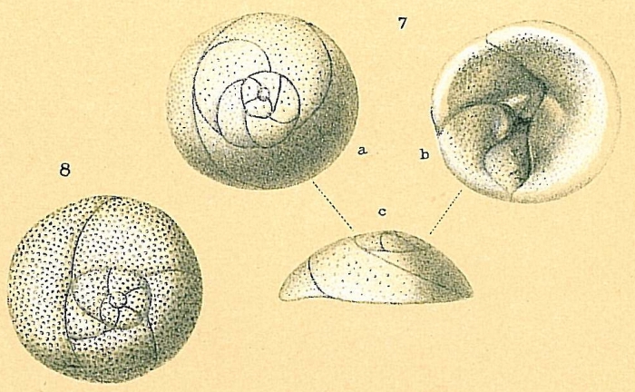 Tretomphaloides concinnus