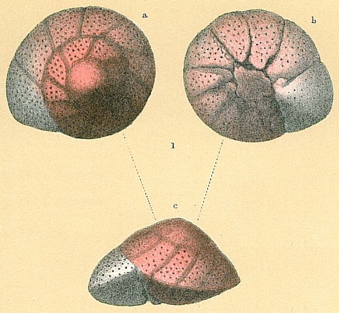 Trochulina rosea Trochulina rosea