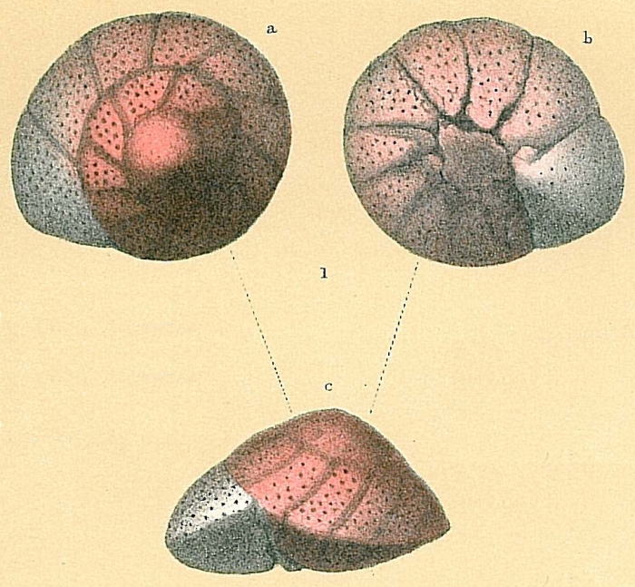 Trochulina rosea