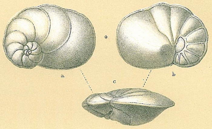 Cancris auriculus Cancris auriculus