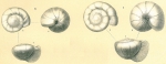 Gyroidinoides soldanii