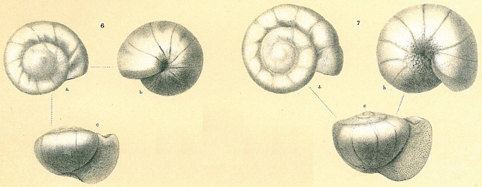 Gyroidinoides soldanii Gyroidinoides soldanii
