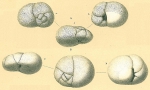 Chromista - Foraminifera (foraminifers)