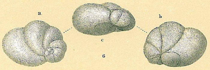 Baggina indica Baggina indica