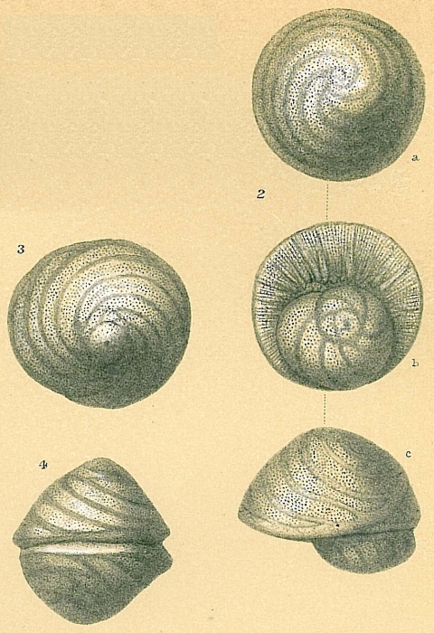 Glabratella australensis Glabratella australensis
