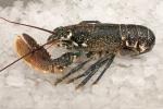 Homarus gammarus (Linnaeus, 1758)