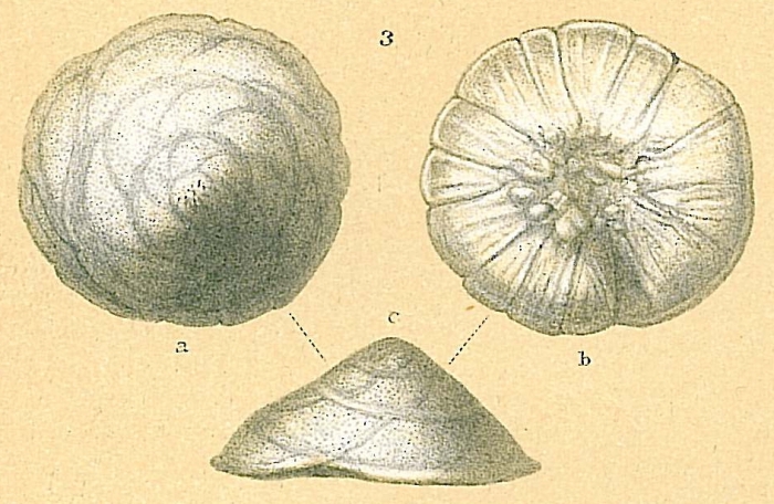 Glabratella patelliformis Glabratella patelliformis