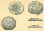 Chromista - Foraminifera (foraminifers)