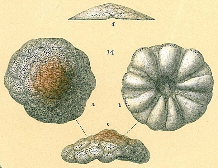 Cymbaloporetta bradyi Cymbaloporetta bradyi